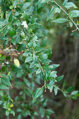Prinsepia scandens