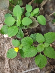 Lindenbergia muraria