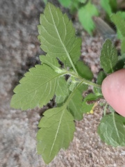 Lindenbergia muraria