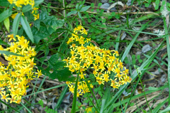 Senecio scandens incisus