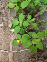 Lindenbergia muraria