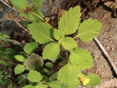 Lindenbergia muraria