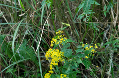 Senecio scandens incisus