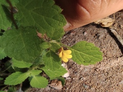 Lindenbergia muraria