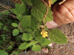 Lindenbergia muraria