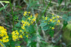 Senecio scandens incisus