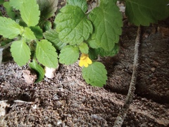 Lindenbergia muraria