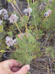 Serruria pedunculata