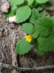 Lindenbergia muraria