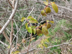 Lagerstroemia indica