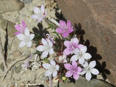 Langloisia setosissima setosissima