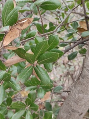 Quercus phillyreoides
