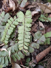 Adiantum malesianum