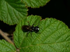 Ceratina cucurbitina