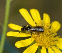 Ceratina cucurbitina