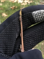 Pterostyrax hispidus