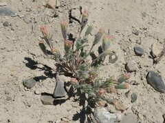 Chaenactis macrantha