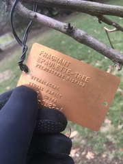 Pterostyrax hispidus