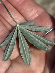 Lupinus paynei