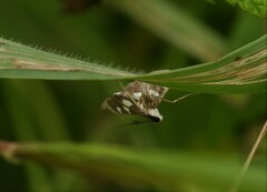 Desmia funeralis