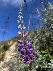 Lupinus paynei