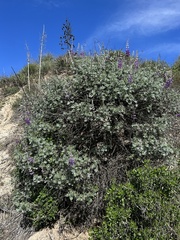 Lupinus paynei