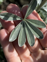 Lupinus paynei