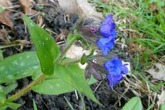 Pulmonaria longifolia