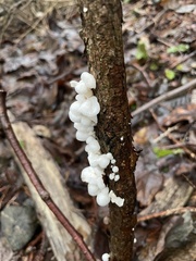 Marasmiellus candidus