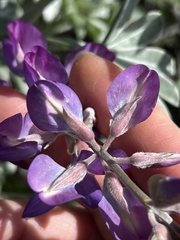 Lupinus paynei