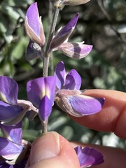 Lupinus paynei