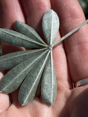 Lupinus paynei