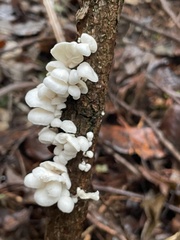 Marasmiellus candidus