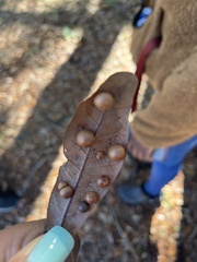 Belonocnema treatae