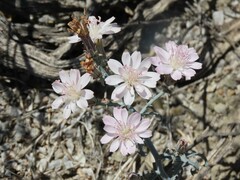 Stephanomeria parryi