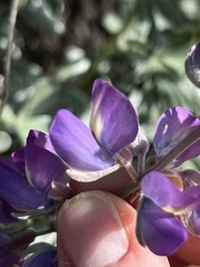 Lupinus paynei