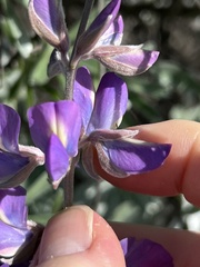 Lupinus paynei
