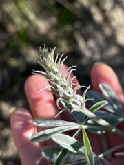 Lupinus paynei
