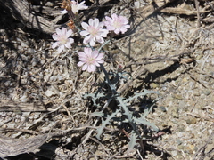 Stephanomeria parryi