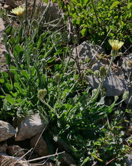Crepis albida