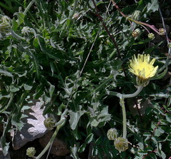 Crepis albida