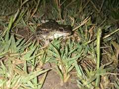 Leptodactylus latinasus