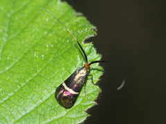 Adela australis