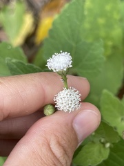 Loxothysanus sinuatus