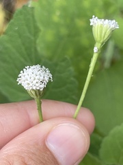 Loxothysanus sinuatus