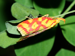 Hypercallia citrinalis
