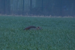 Alopochen aegyptiaca