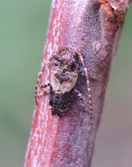 Pogonocherus hispidus
