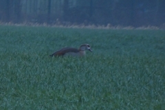 Alopochen aegyptiaca