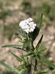 Cryptantha intermedia